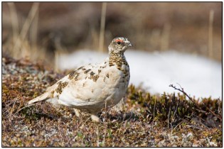 Rock Ptarmigan (Lagopus muta) by Daves BirdingPix