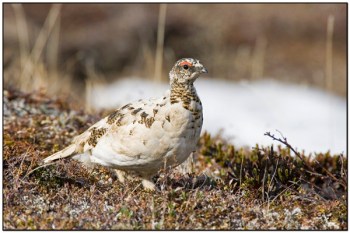 Rock Ptarmigan (Lagopus muta) by Daves BirdingPix
