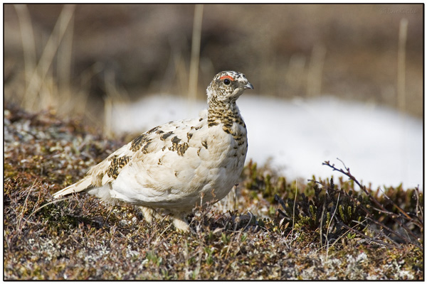 Rock Ptarmigan (Lagopus muta) by Daves BirdingPix