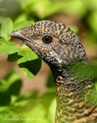 Spruce Grouse (Falcipennis canadensis) by Michael Woodruff