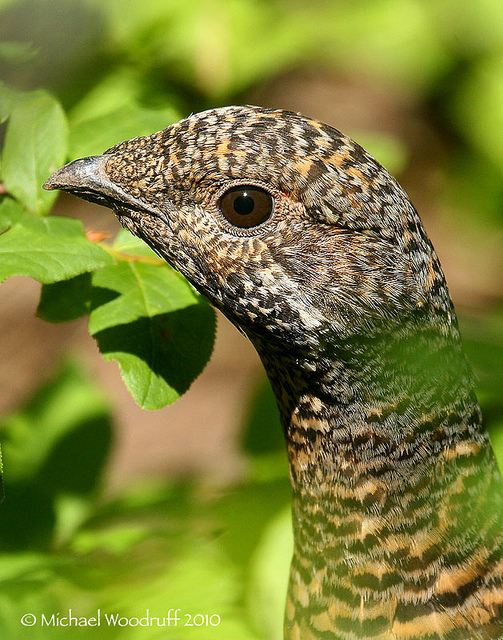 Spruce Grouse (Falcipennis canadensis) by Michael Woodruff