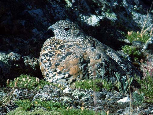 White-tailed Ptarmigan (Lagopus leucura) by Kent Nickel