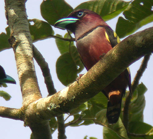 Banded Broadbill (Eurylaimus javanicus) by Peter Ericsson