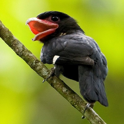 Dusky Broadbill (Corydon sumatranus) ©©Mike