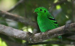 Christmas Birds – Green (Revisited&nbsp;2022)