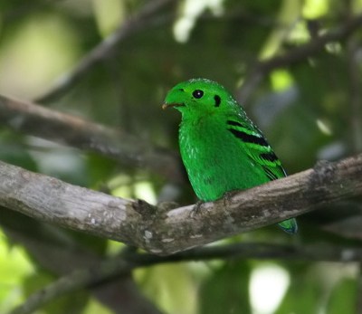 Green Broadbill (Calyptomena viridis) by Peter Ericsson