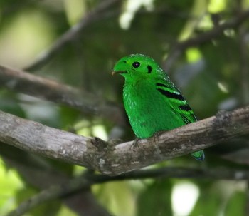 Green Broadbill (Calyptomena viridis) by Peter Ericsson Green Broadbill (Calyptomena viridis) by Peter Ericsson