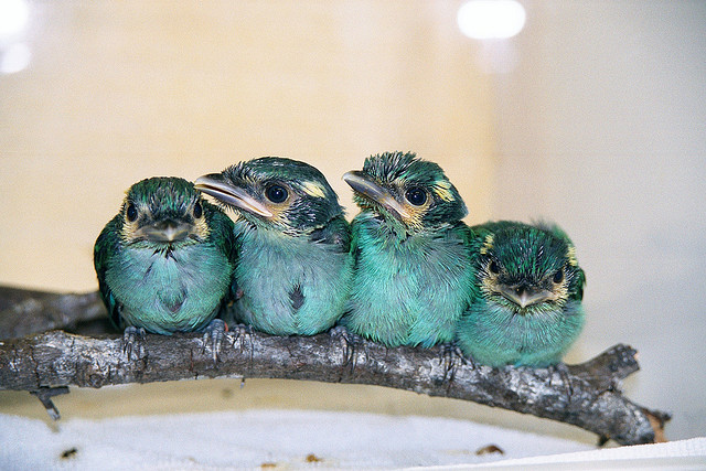 Long-tailed Broadbill (Psarisomus dalhousiae) babies ©©coracii