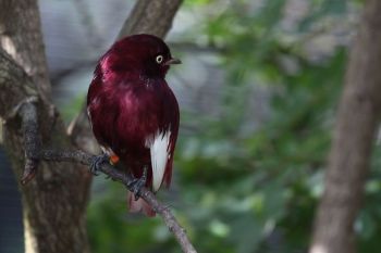 Pompadour Cotinga (Xipholena punicea) ©© Miami_Metrozoo male