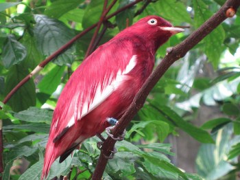 Pompadour Cotinga (Xipholena punicea) ©©beautifulcataya Flickr