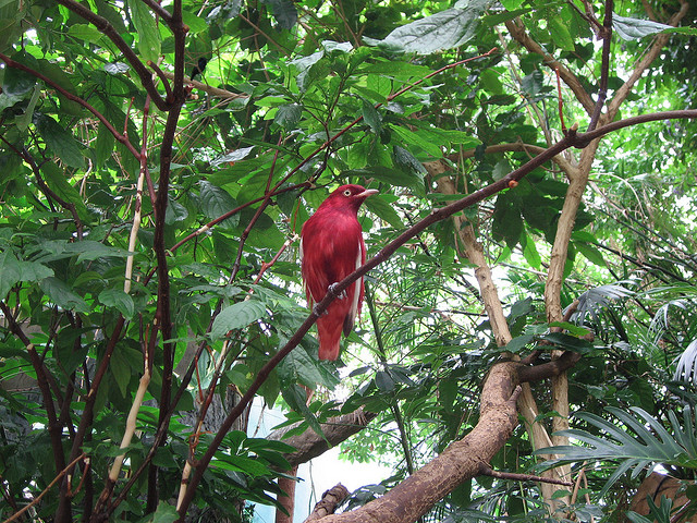 Pompadour Cotinga (Xipholena punicea) ©©beautifulcataya Flickr