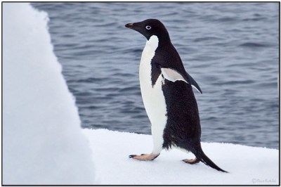 Adelie Penguin (Pygoscelis adeliae) by Daves BirdingPix