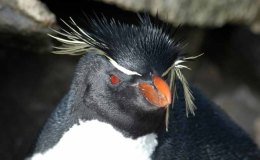 Sunday Inspiration – Loons and&nbsp;Penguins