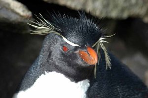 Southern Rockhopper Penguin (Eudyptes chrysocome) by Bob-Nan