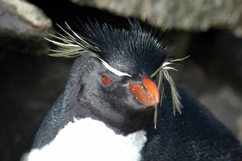 Southern Rockhopper Penguin (Eudyptes chrysocome) by Bob-Nan
