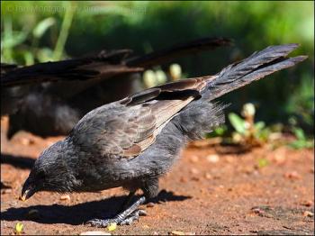 Apostlebird (Struthidea cinerea) by Ian