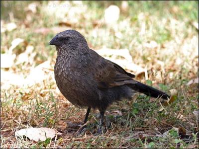 Apostlebird (Struthidea cinerea) by Ian