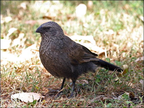 Apostlebird (Struthidea cinerea) by Ian