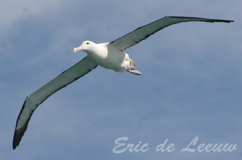 Northern Royal Albatross (Diomedea sanfordi) ©©Flickr