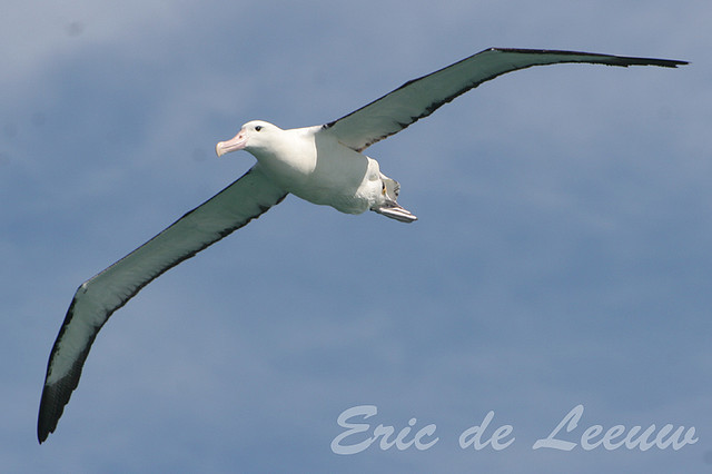 Northern Royal Albatross (Diomedea sanfordi) ©©Flickr
