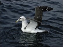 Shy Albatross (Thalassarche cauta) by Ian