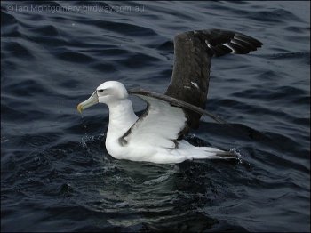 Shy Albatross (Thalassarche cauta) by Ian