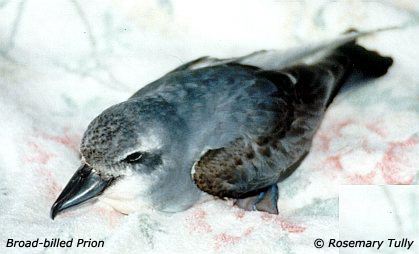 Broad-billed Prion (Pachyptila vittata) ©WikiC