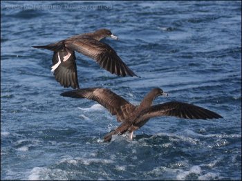 Flesh-footed Shearwater (Puffinus_Ardenna carneipes) by Ian