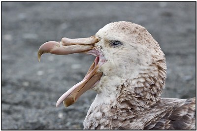 Northern Giant Petrel (Macronectes halli) by Dave's BirdingPix