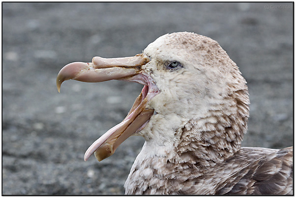 Northern Giant Petrel (Macronectes halli) by Dave's BirdingPix