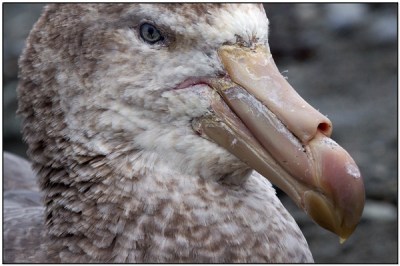 Northern Giant Petrel head close-up by Daves BirdingPix