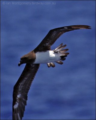 Tahitian Petrel (Pseudobulweria rostrata) by Ian