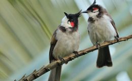 Sunday Inspiration –&nbsp;Bulbuls