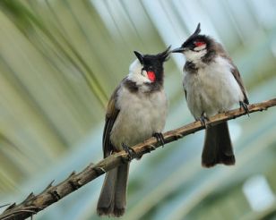 Red-whiskered Bulbul Proud Parents by TAJA