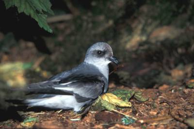 Fork-tailed Storm Petrel (Oceanodroma furcata) ©USFWS