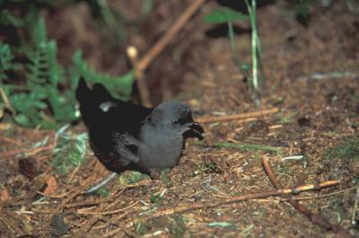 Leach's Storm Petrel (Oceanodroma leucorhoa) ©USFWS
