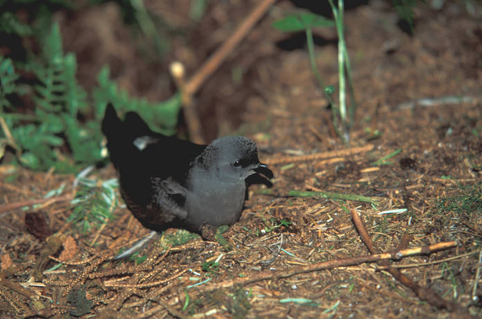 Leach's Storm Petrel (Oceanodroma leucorhoa) ©USFWS