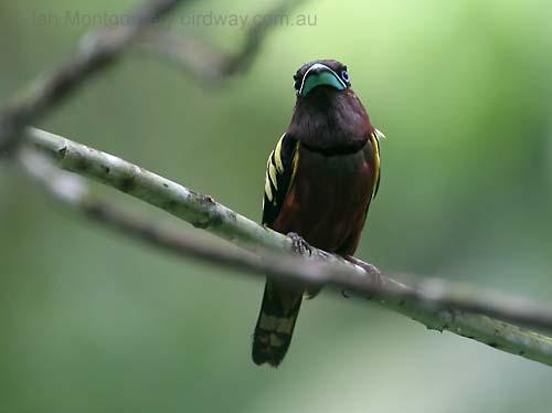 Banded Broadbill (Eurylaimus javanicus) by Ian
