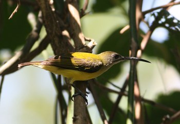 Little Spiderhunter (Arachnothera longirostra) by Peter Ericsson