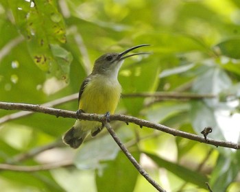 Little Spiderhunter (Arachnothera longirostra) ©©
