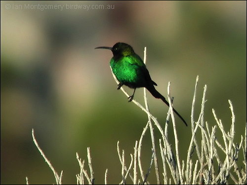 Malachite Sunbird (Nectarinia famosa) by Ian