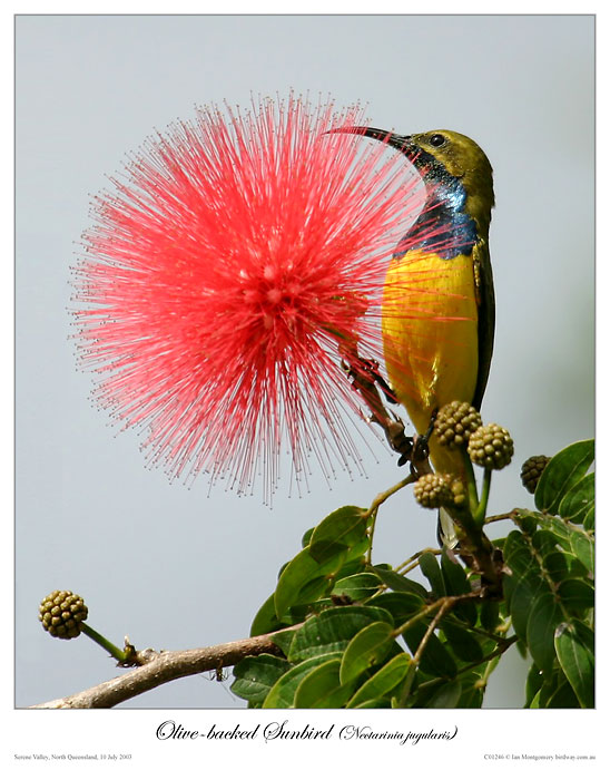 Olive-backed Sunbird (Cinnyris jugularis) by Ian