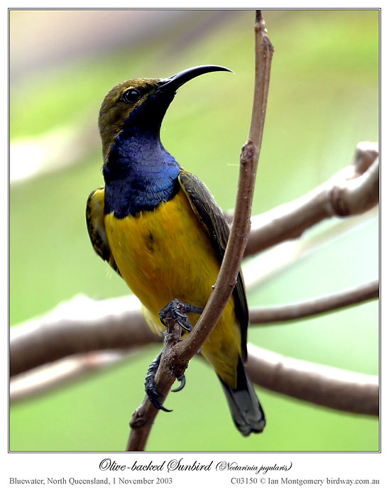 Olive-backed Sunbird (Cinnyris jugularis) by Ian