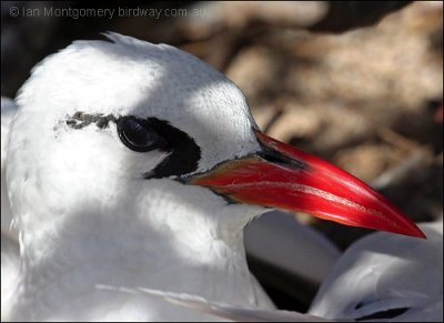 Red-tailed Tropicbird (Phaethon rubricauda) by Ian