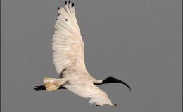 The Hodge-Podge Writing&nbsp;Challenge