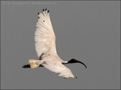 Australian White Ibis (Threskiornis molucca) by Ian