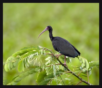 Bare-faced Ibis (Phimosus infuscatus) by Robert Scanlon
