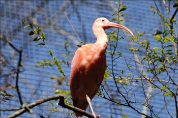 Scarlet Ibis (Eudocimus ruber) by Dan at LPZoo