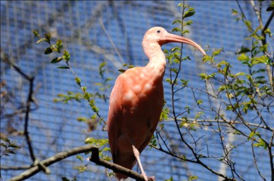 Scarlet Ibis (Eudocimus ruber) by Dan at LPZoo