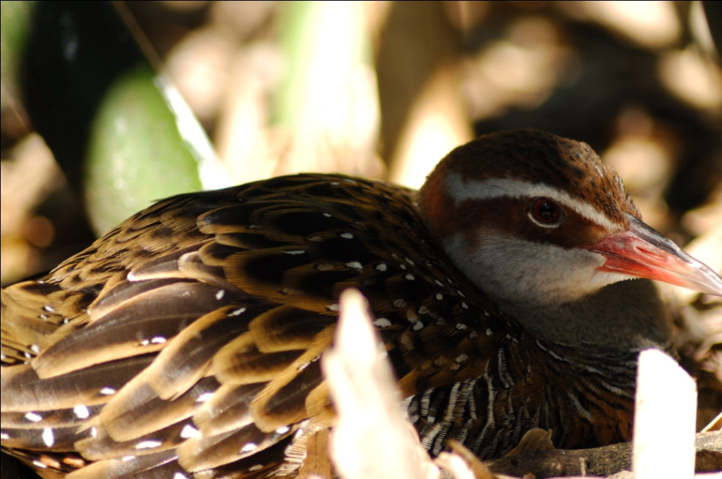 Buff-banded Rail (Gallirallus philippensis) by Dan